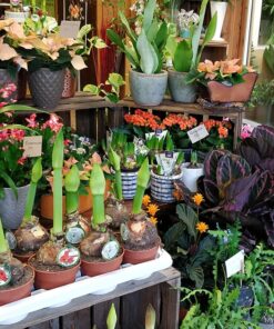 Amaryllis crossandras blommor stockholm