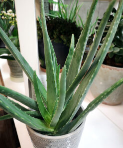 Aloe Vera hos Crossandra Blommor
