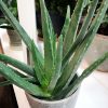 Aloe Vera hos Crossandra Blommor
