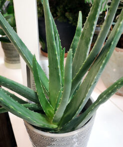 Aloe Vera hos Crossandra Blommor