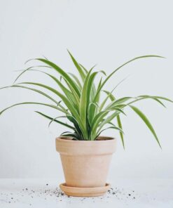 Ampellilja (Chlorophytum)
