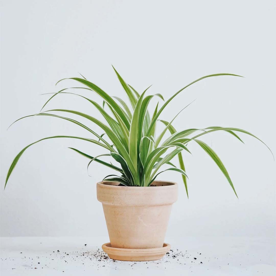 Ampellilja (Chlorophytum)