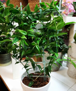 Australisk-porslinsblomma-crossandras