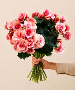 Begonia