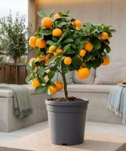 Citrus träd (1)