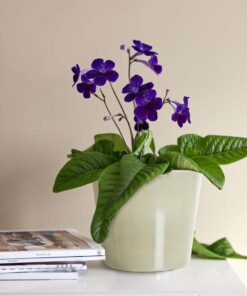 Kornettblomma (Streptocarpus)