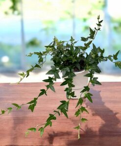 Murgröna (Hedera helix)