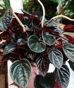 Peperomia