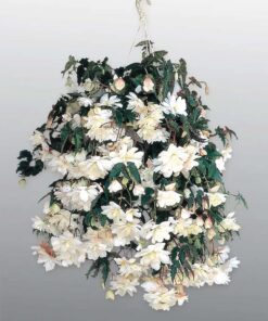 Vit Begonia