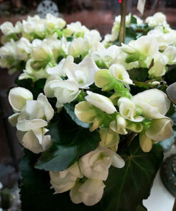 Vit Begonia Stockholm Crossandras Blommor