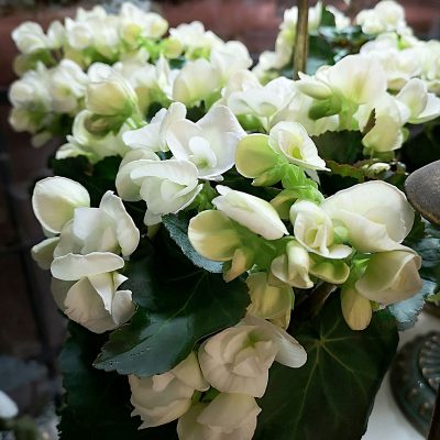 Vit Begonia Stockholm Crossandras Blommor