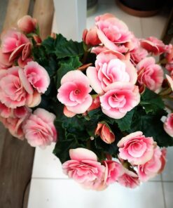Begonia Crossandra Blommor i Spånga