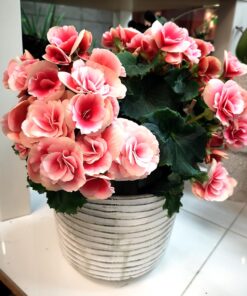Begonia blommor