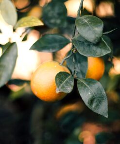 Citrus Träd Stockholm