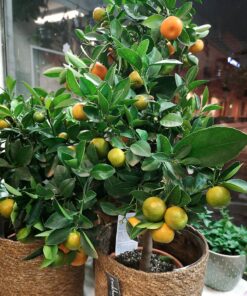 Citrus Träd