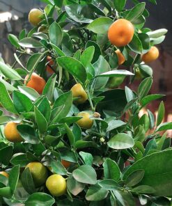 Citrus Träd hos Crossandra Blommor i Spånga