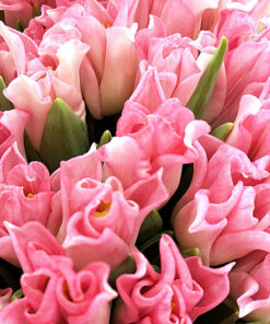 Rosa Tulpan hos Crossandra Blommor i Spånga