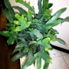 Crossandra Blomsterhandel i Stockholm