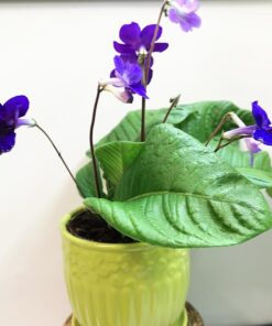 Kornettblomma