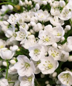 Allium