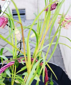 Plantering av vårblommor