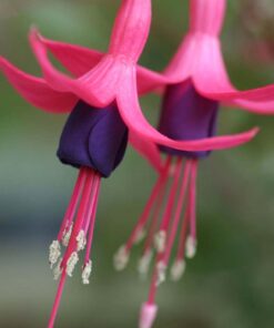 Fuchsia