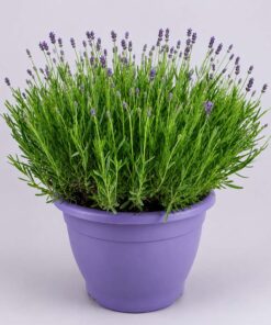 Lavendel