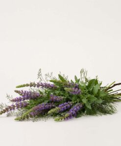 Salvia
