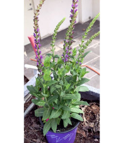 Salvia
