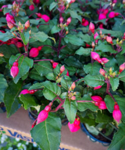 fuchsia stockholm spånga