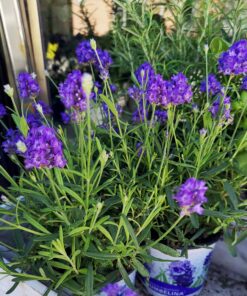 Lavendel
