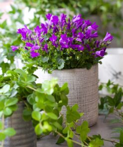 Blåklockor (Campanula)