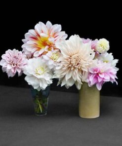 Dahlia