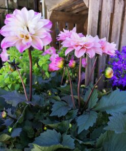 Dahlia Crossandra Blommor