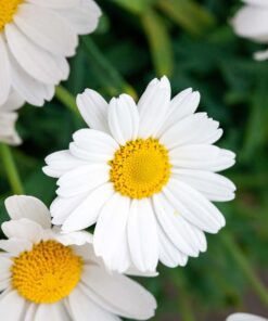 Marguerite