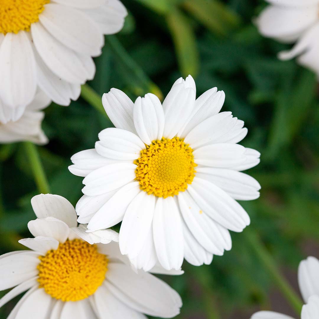 Marguerite