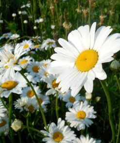 Margueriter